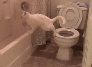 猫咪软便蹭屎怎么办吃点什么药,猫咪精神很好就是反复软便拉稀