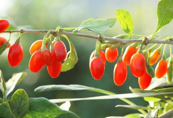 家乡特产有哪些好吃的,有什么家乡的特产