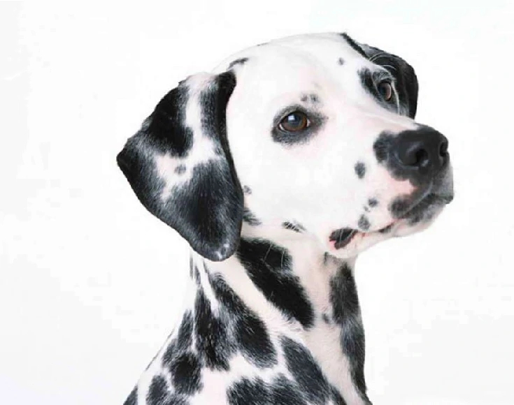 101斑点狗中哪些是亲生的狗狗,101斑点狗中涉及到的狗