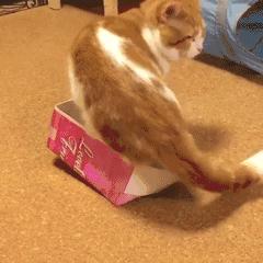 猫耳朵里有黑色脏东西是猫癣吗,猫耳朵里有黑黑的东西就是耳螨吗