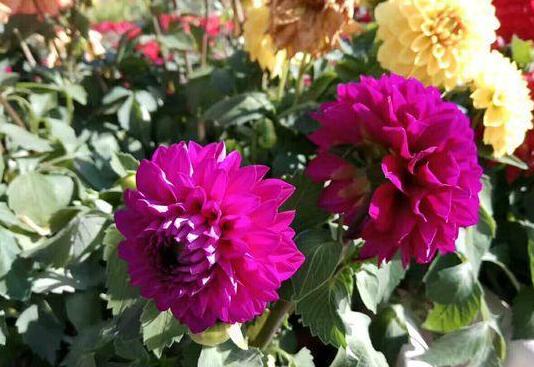 大丽花叶子发黄怎么急救,大丽花地栽以后黄叶