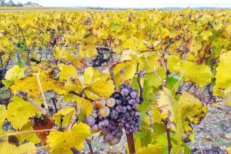 法国名庄酒分级,法国葡萄酒名庄分级