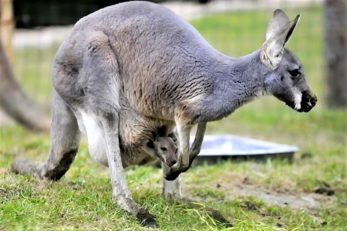 研究表明卵子具有选择性,科学家发现卵子对精子偏爱