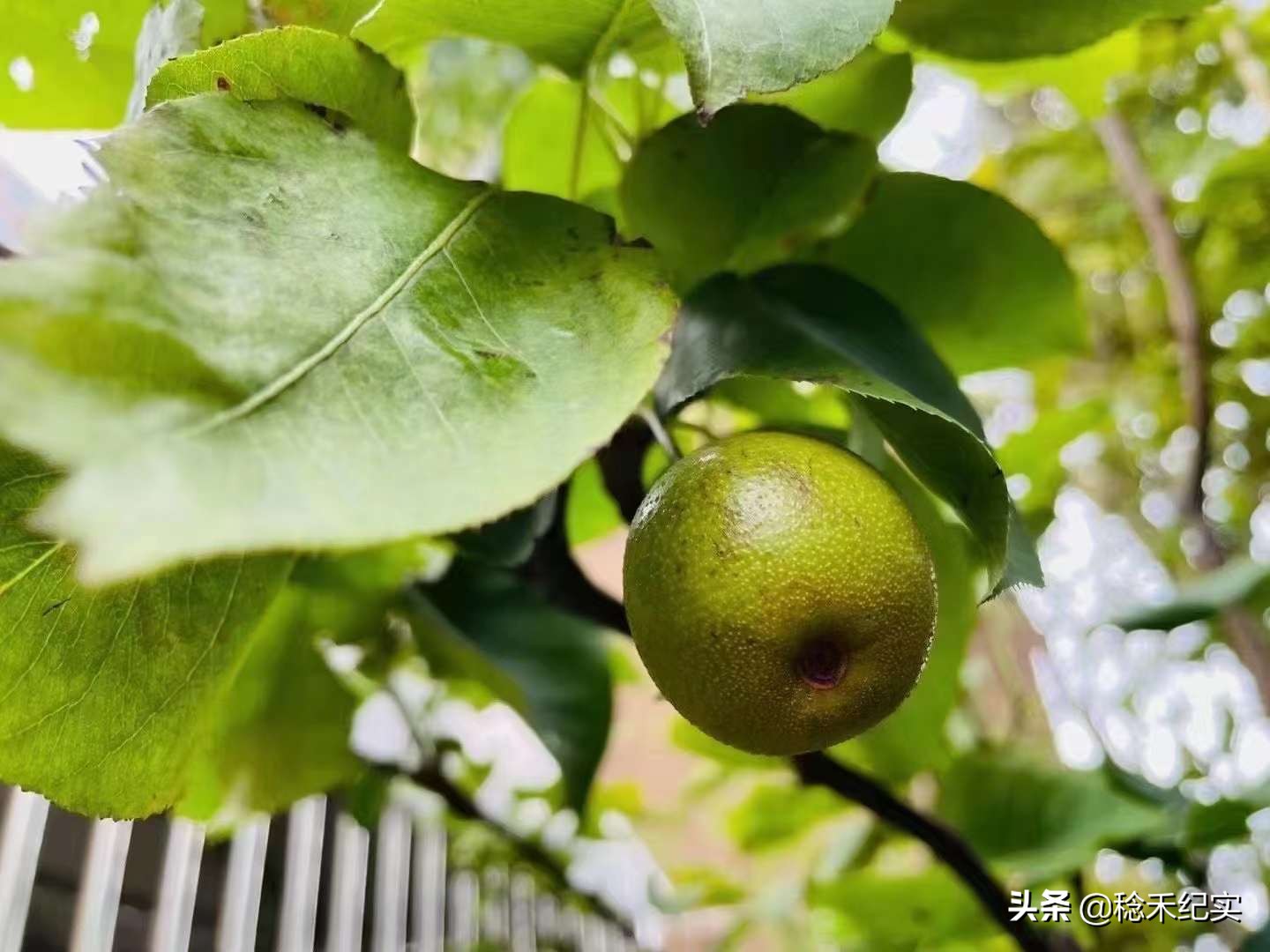 济南鹊华园启明星幼儿园,济南市启明星幼儿园