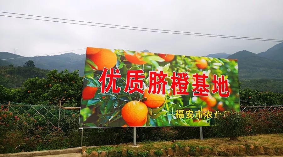 褚橙和赣南脐橙哪个好吃,赣南脐橙的主要竞争橙种