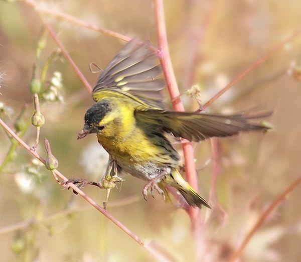 玉鸟和黄雀怎样繁殖视频,黄雀鸟北方什么季节繁殖