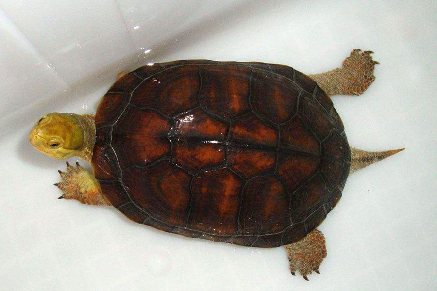 乌龟为啥会断甲,乌龟为什么会断尾