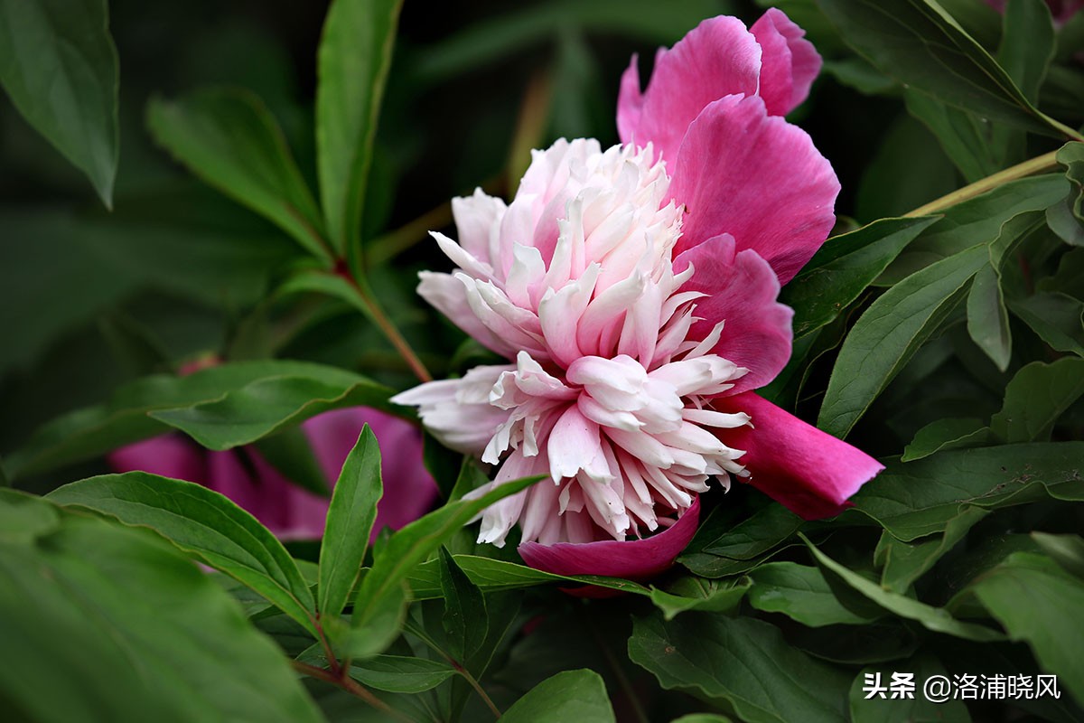 大院绿化的回忆——顺便看看院里的芍药定个究竟有多少种？