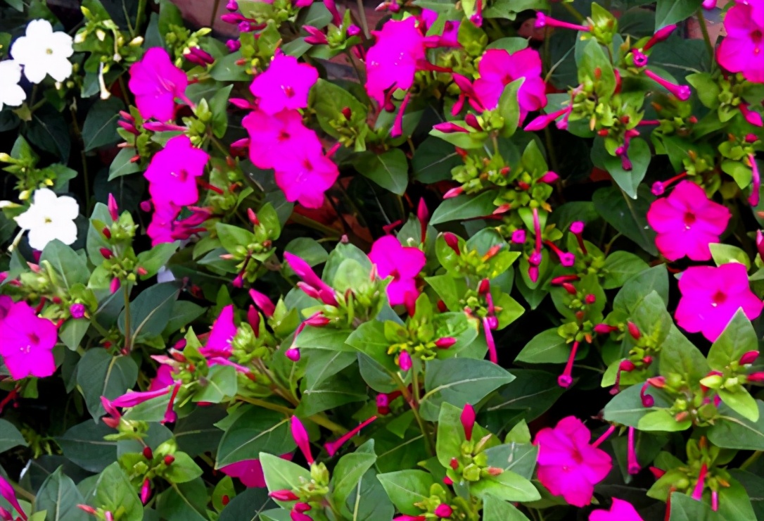 鑳介┍铓婄殑閲庣敓鍔ㄧ墿,鍙┍铓婄殑閲庣敓鍔ㄧ墿