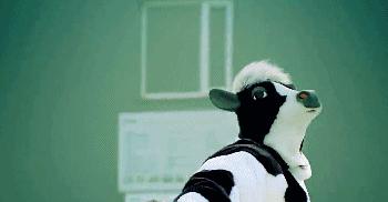 高钙奶和舒化奶的区别,纯牛奶有机奶舒化奶有什么区别