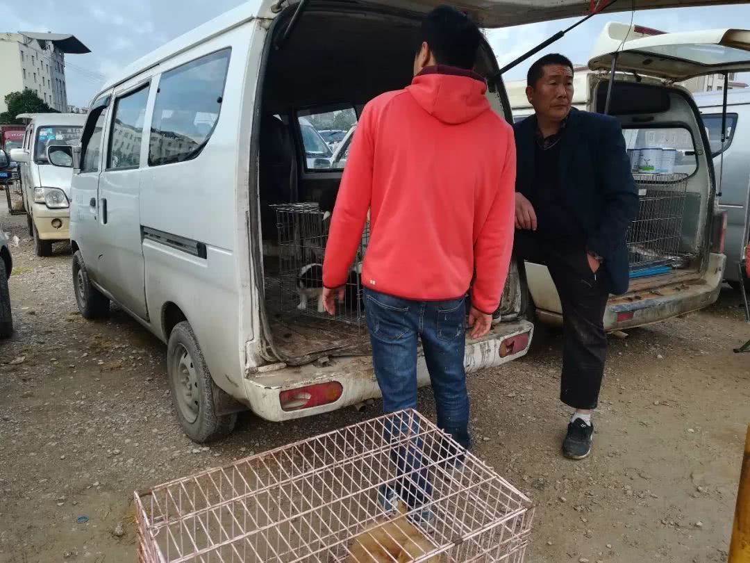 边境牧羊犬在狗市场怎么买,犬舍买边境牧羊犬