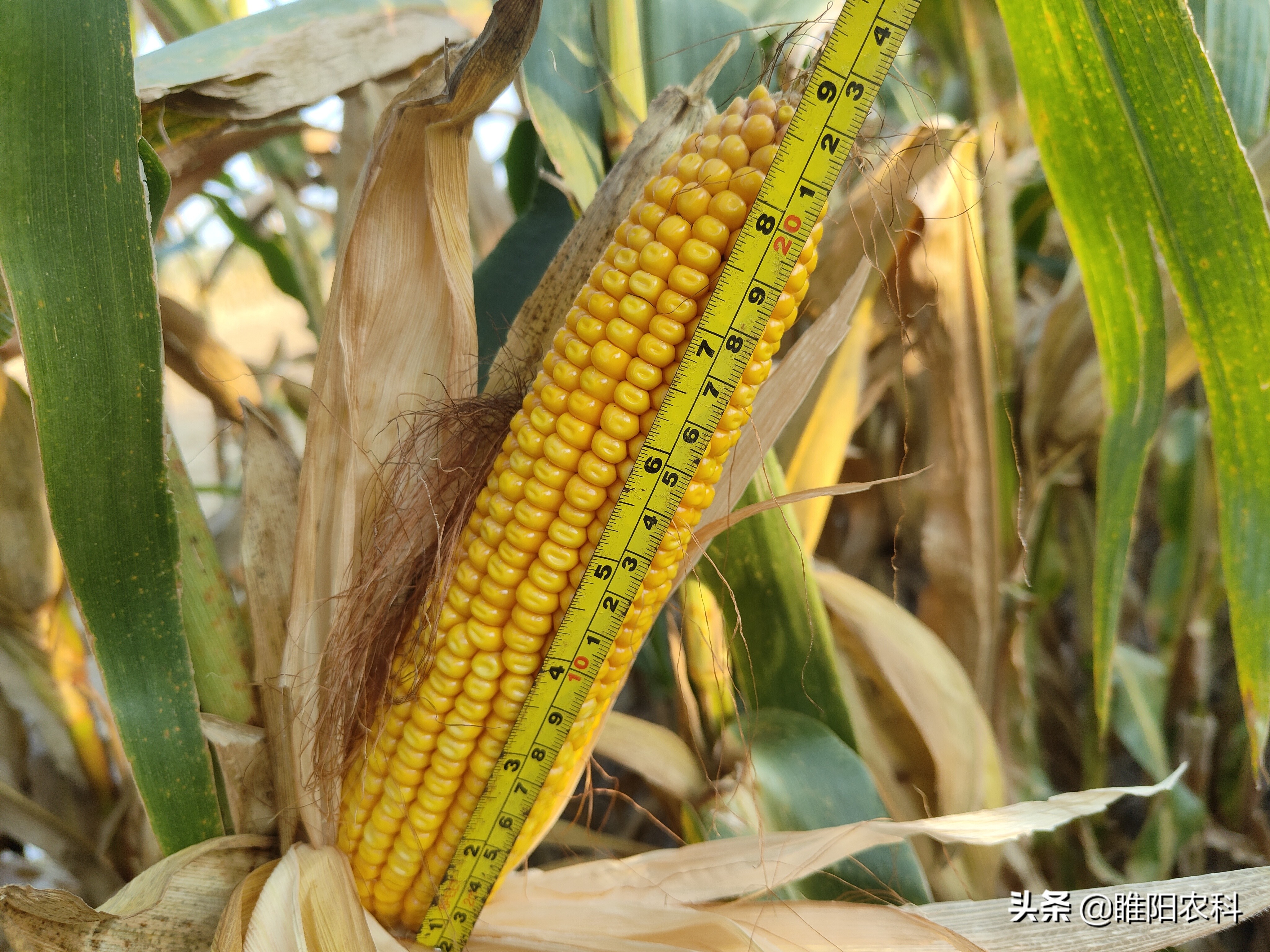 最高产量的玉米新品种,最高亩产的玉米品种