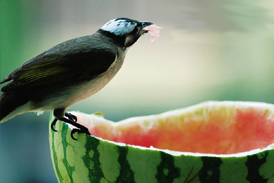 宁夏农民石头地上种植西瓜的原因,宁夏石头缝里种西瓜