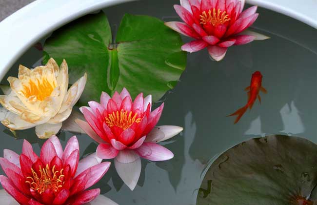 碗莲怎么养才能开花多呢,碗莲怎么养视频教程全集