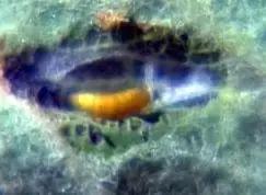 果树清园到底用什么药最好,冬季蜜柚清园管理要点