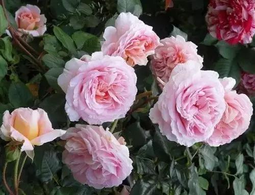 最漂亮10种微型月季,新手必入这8种月季漂亮好养