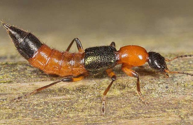 端午节怎么避毒,端午节需要注意的事项