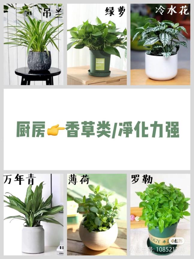 极简风格绿植店铺推荐,适合在卧室养的植物店铺