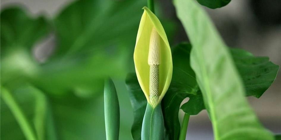 滴水观音施肥过后黄叶是怎么回事,土养滴水观音夏天黄叶怎么回事