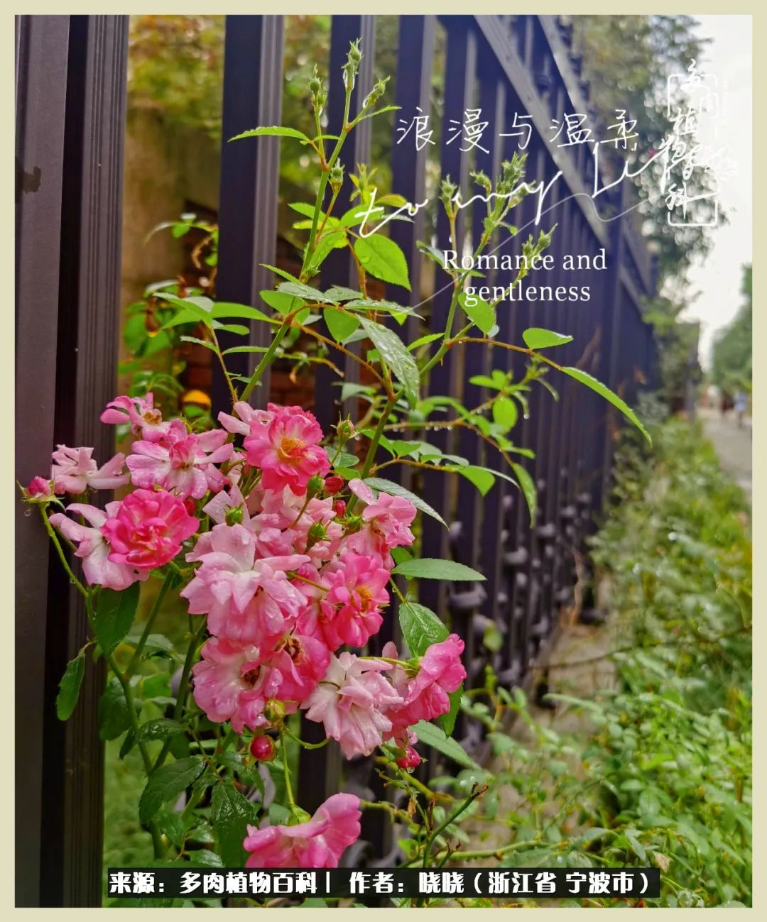 对多肉的热爱深入骨髓,当激情退却希望你依然保持热爱