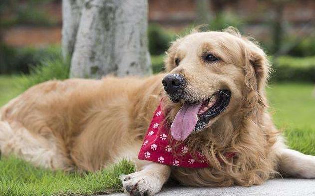 金毛老了后腿站不稳怎么办,金毛有白眉毛是老了吗