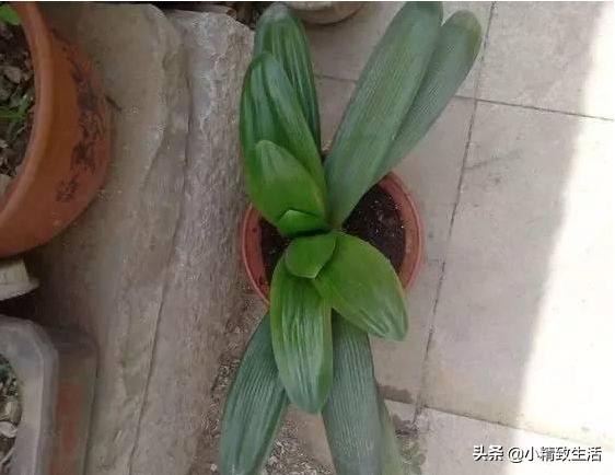 君子兰怎么摆放叶子不会长歪视频,君子兰的叶片长歪了该怎么办