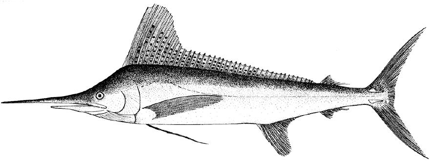 海洋中的剑鱼和旗鱼,海洋中速度最快的剑鱼