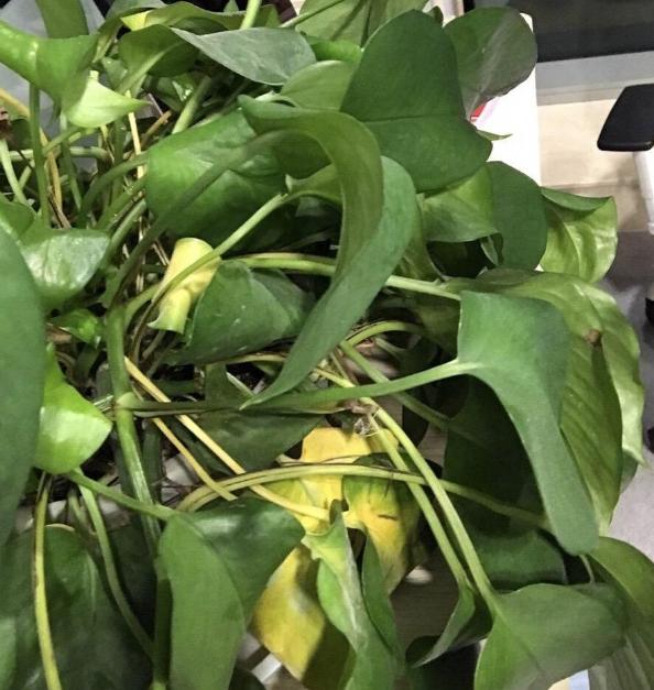 绿萝叶子为何会发黄,绿萝用这三招叶片绿油油