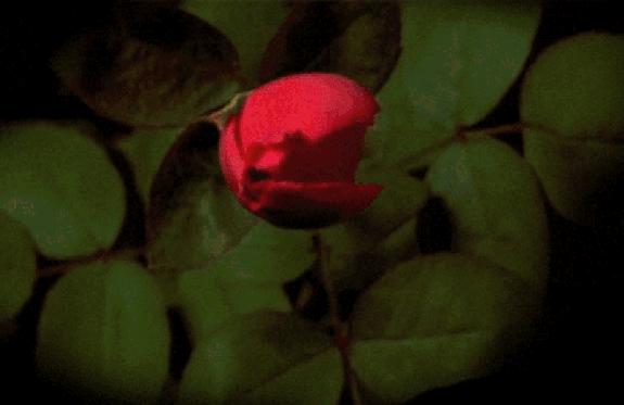 精致实用家居好物推荐,精致实用的家居好物推荐视频