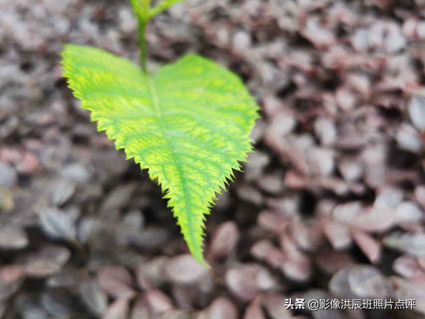 黑色背景怎么拍出质感产品,摄影黑色背景怎么拍得更黑