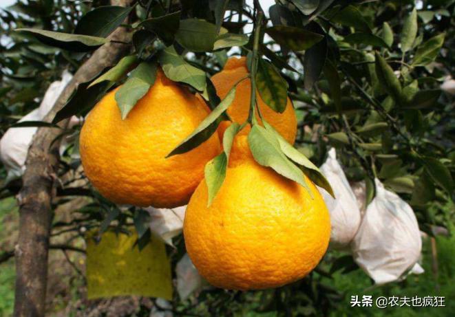 即将上市的网红水果品种,最近火爆的网红水果