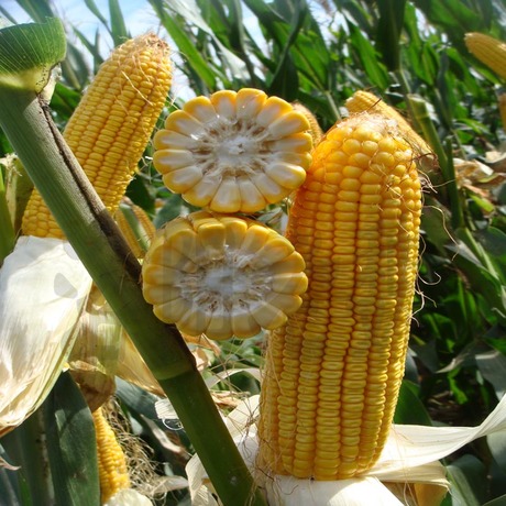 黄淮地区夏播东单1331品种简介,黄淮地区优质高产小麦品种有哪些