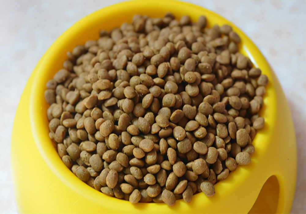 养狗狗拉尿怎么处理,养宠经验狗狗掉毛超级严重怎么办