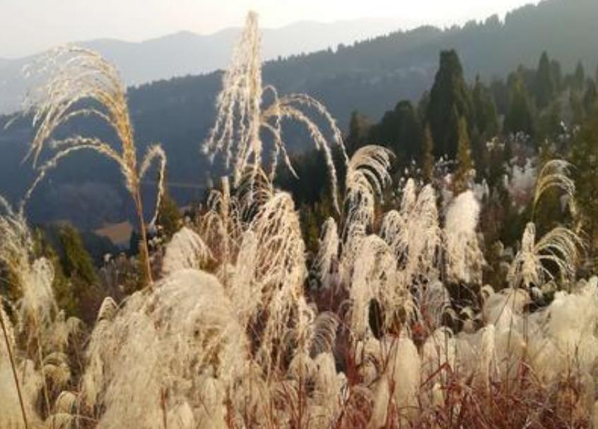 济南野生动物世界自驾游最佳攻略,济南到呼伦贝尔大草原自驾游攻略