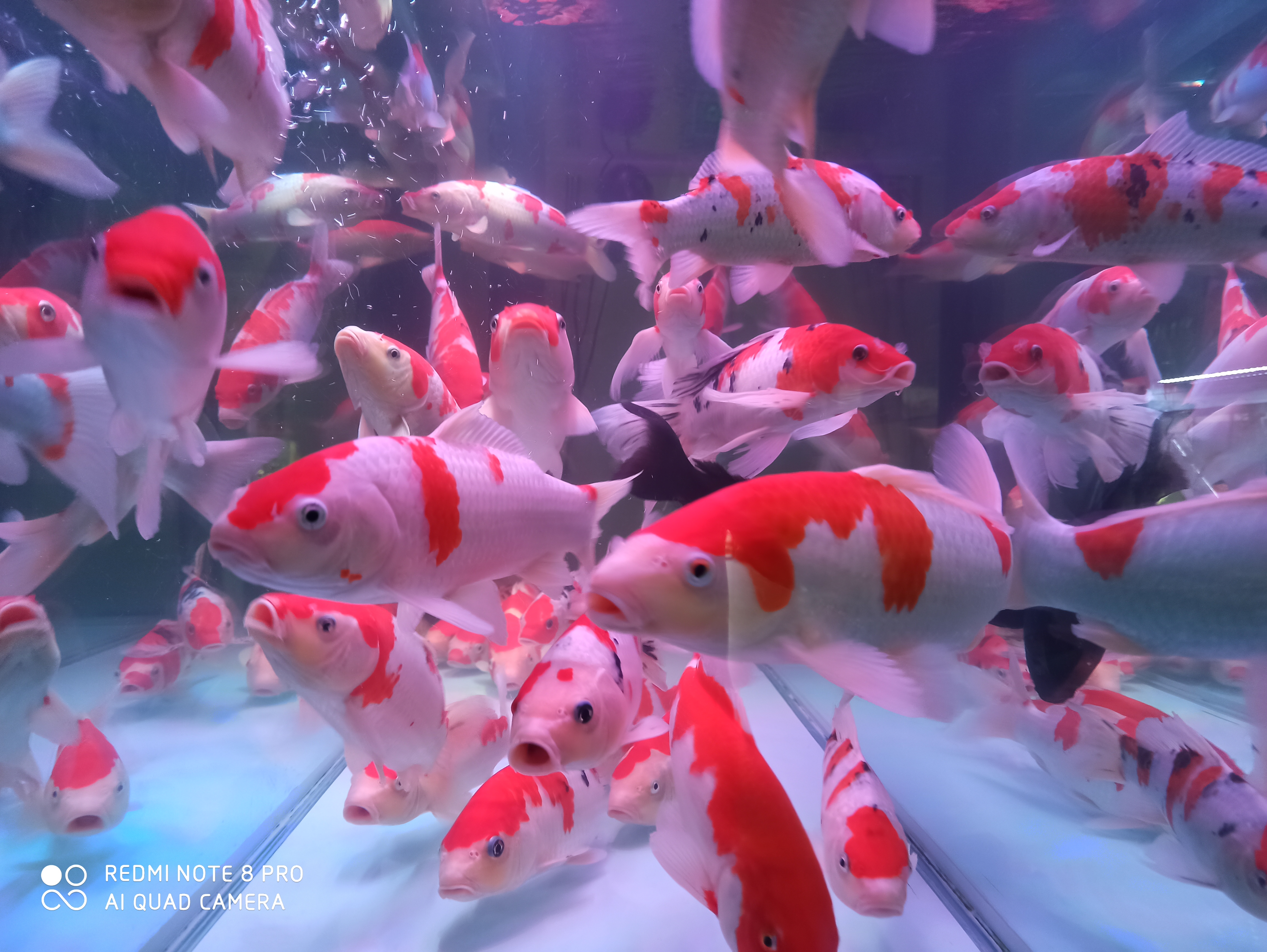 锦鲤不吃食的原因及解决方法,锦鲤突然都不吃食是什么原因