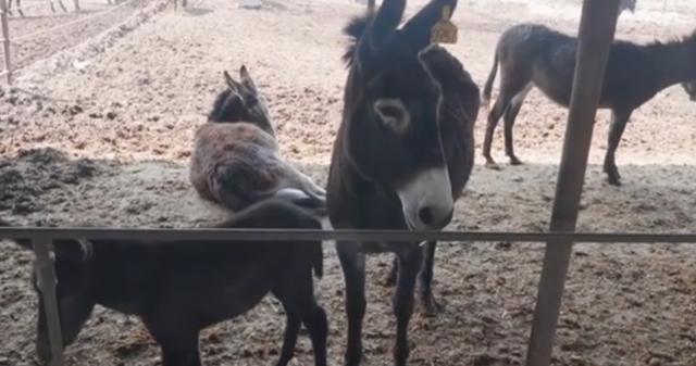 河南乡镇最霸气驴肉,山西最霸气驴肉馆一头驴煮一锅