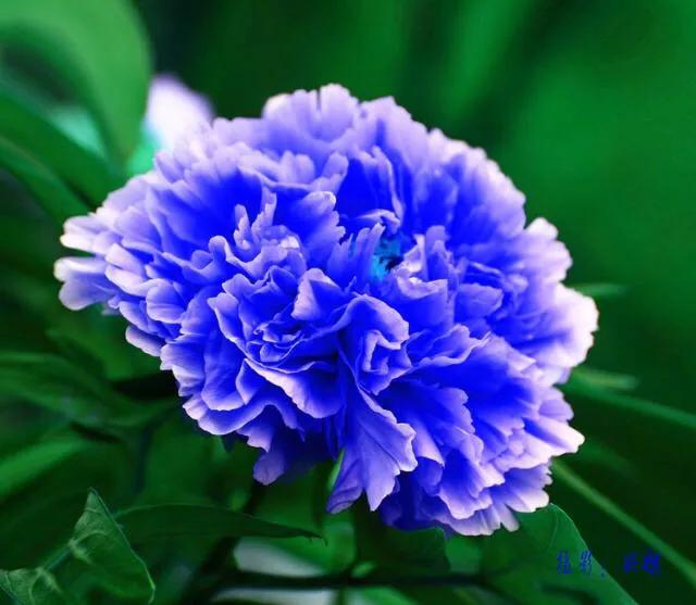 零零后女孩培育出世上最美的几种花，无论如何也要种上一朵