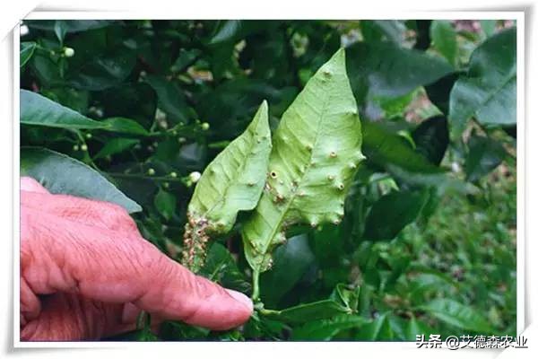 柑橘病虫害识别软件,天天学农柑橘病虫害