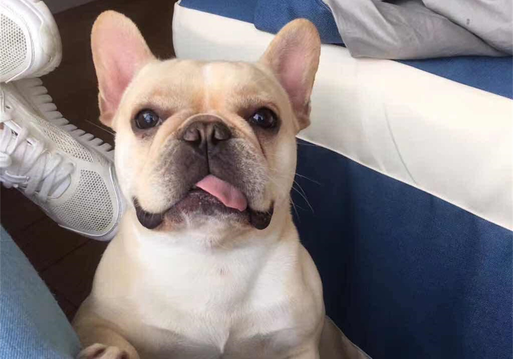 辟谣羊奶比鲜牛奶好,羊奶粉谣言