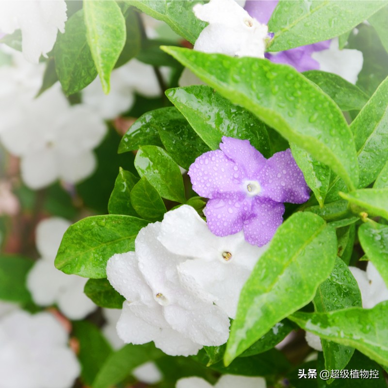 四季开花的香花植物,列举6种香花植物