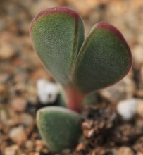 水泡系列的多肉有哪些,盘点七大常见的迷你小多肉