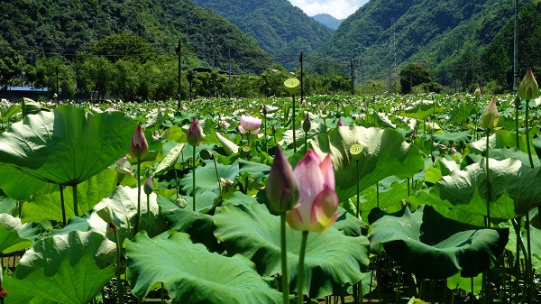 秀山电商赋能乡村振兴新路,秀山农村电商助力脱贫增收