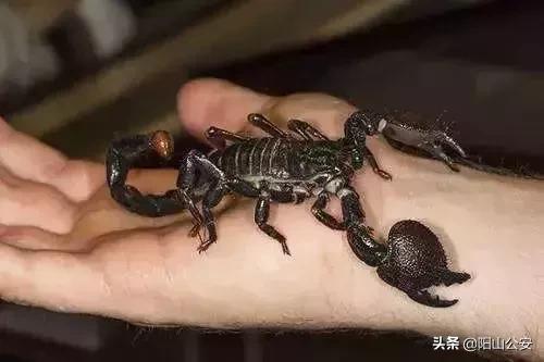 最毒的蝎子烟图片,蝎子烟是什么毒