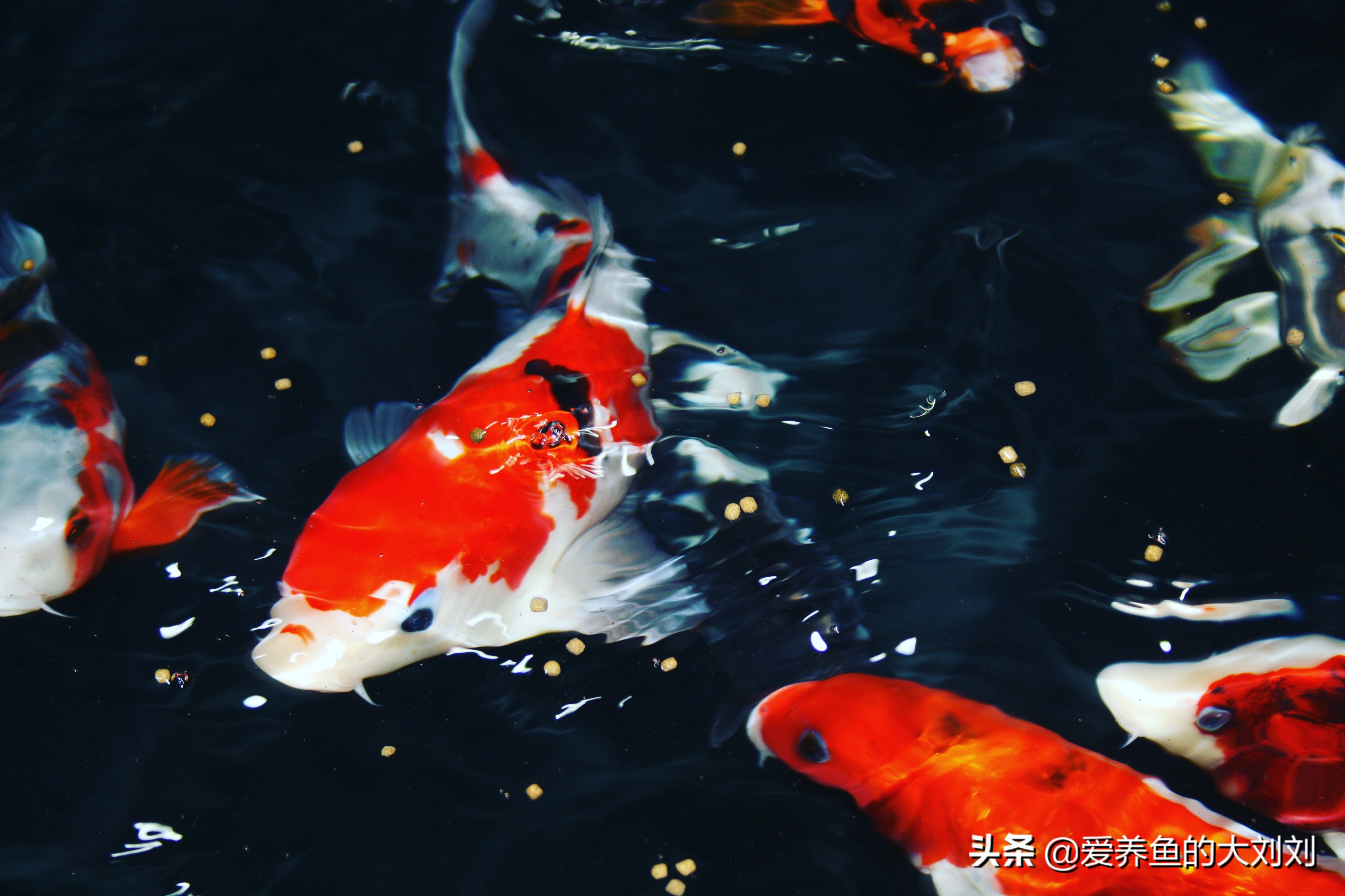 锦鲤蛋白质高有什么好处,喂锦鲤什么蛋白质高