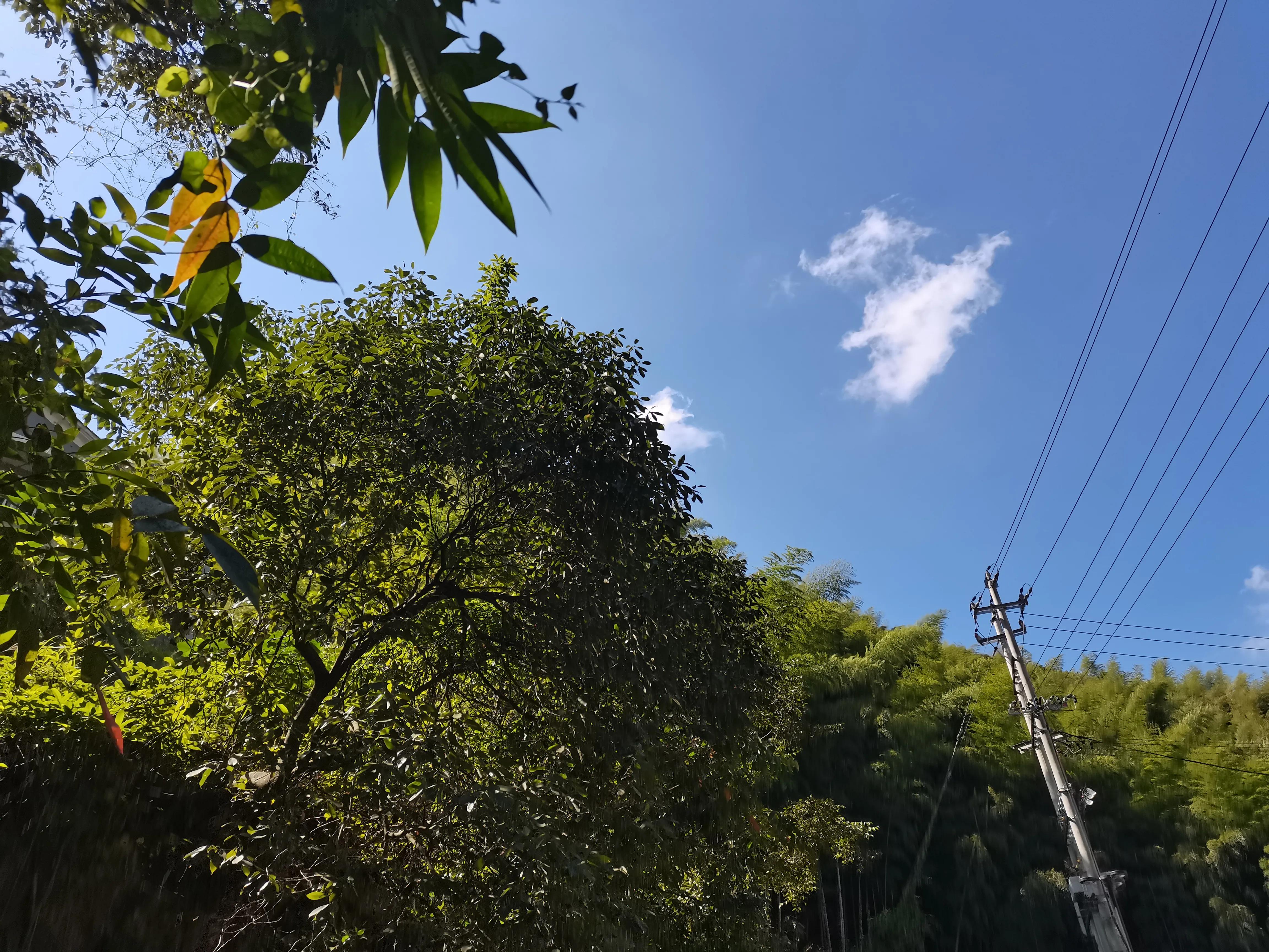 散文渔歌,散文写鸟的作文