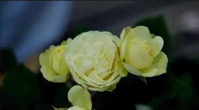 每天一点鲜花小知识,每天学习一点点科普知识