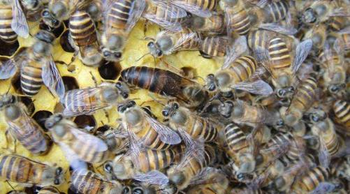 雄蜂精子怎么保存,中蜂精子储存