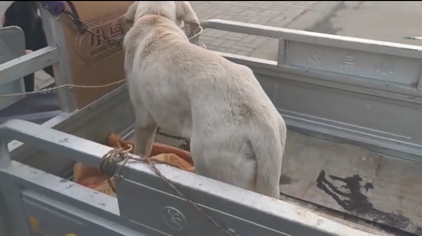 拉布拉多幼犬得了细小5天没死,得了细小狗狗临死的症状