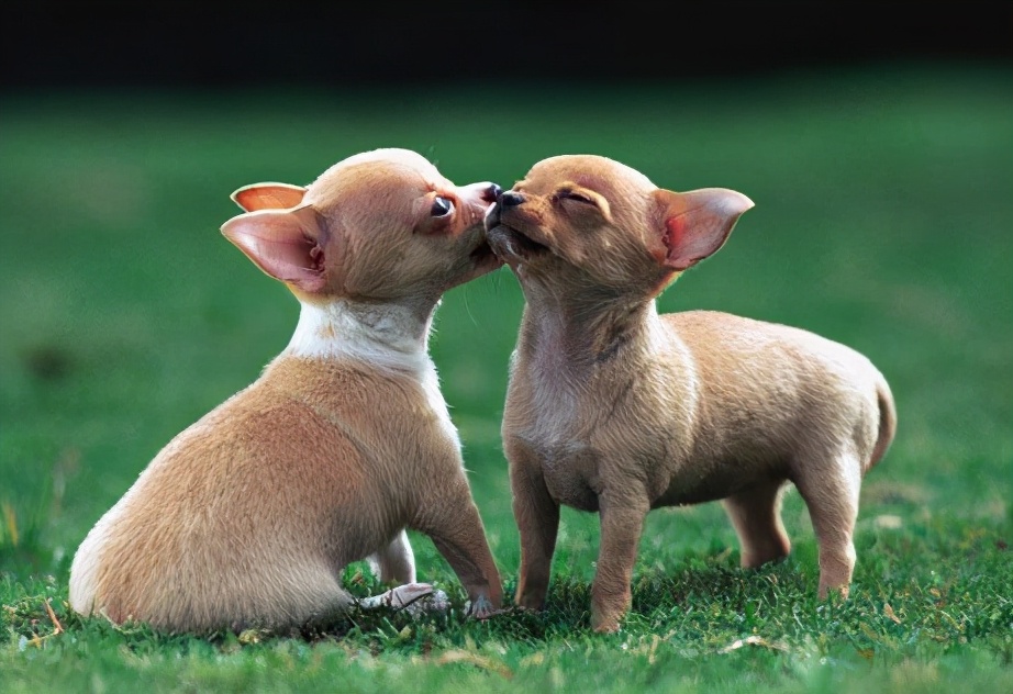 “忽悠”我买吉娃娃的人,你们把我害苦了