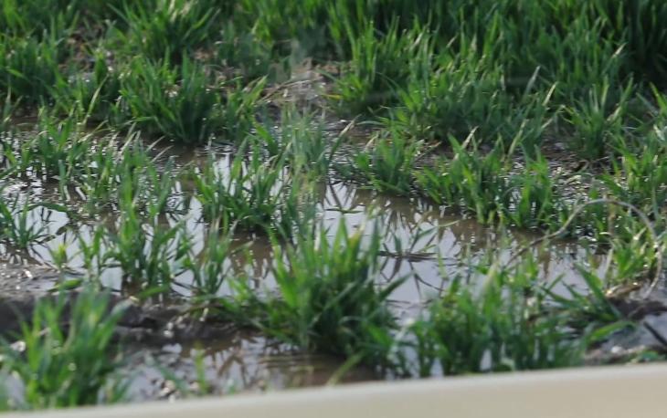 小麦播种土壤湿度过高怎么办,小麦出苗稀冬季怎么管理